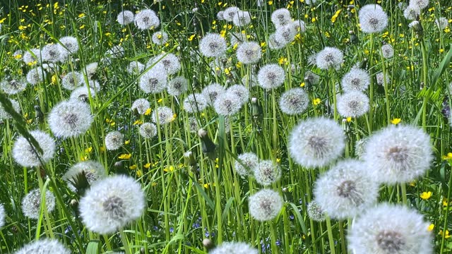 A large forest clearing with ripe dandelions.