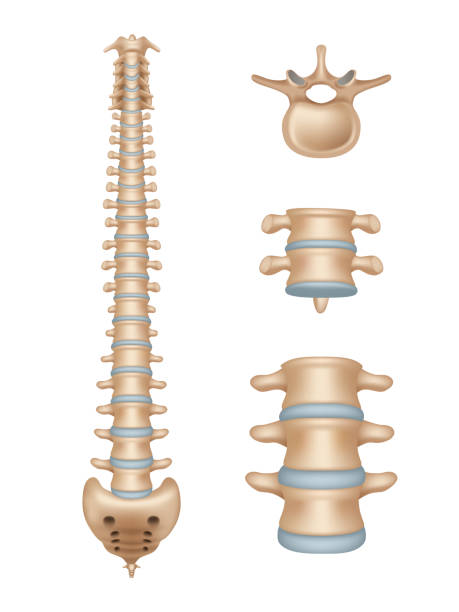 istock Spine. Realistic medical illustrations of spinal segments vertebra anatomy decent vector medical template illustrations 1475041527