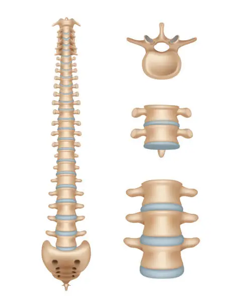 Vector illustration of Spine. Realistic medical illustrations of spinal segments vertebra anatomy decent vector medical template illustrations
