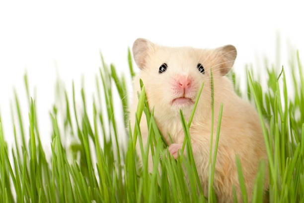 istock cute brown hamster sitting in the grass looking straight ahead 1475042007