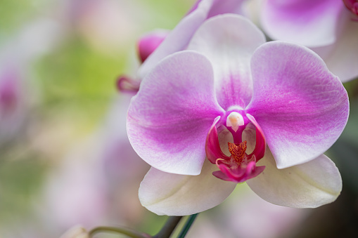 Phalaenopsis orchid flower bloom in spring decoration the beauty of nature, A rare wild orchid decorated in tropical garden.