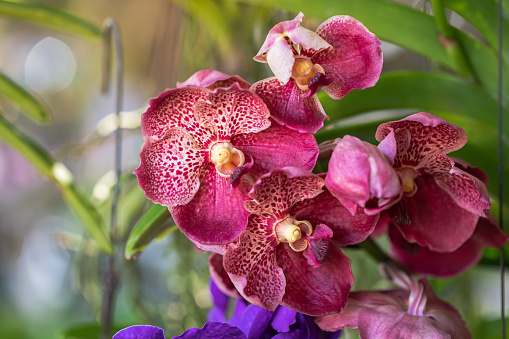 Vanda orchid flower bloom in spring decoration the beauty of nature, A rare wild orchid decorated in tropical garden.