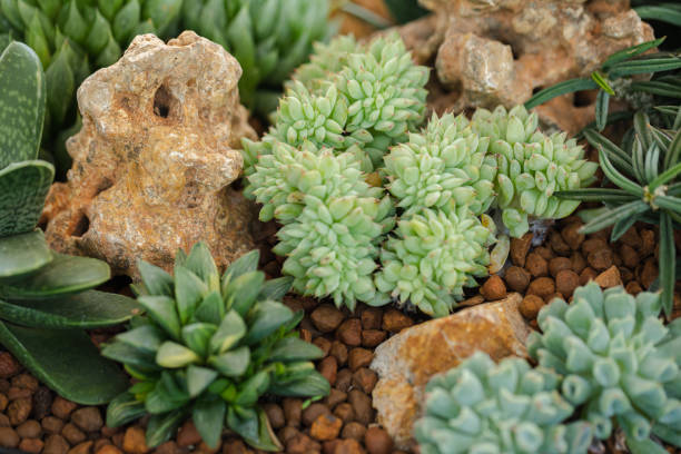 Close up of cactus succulent plants.