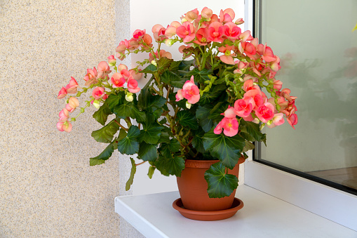 Flowering begonia elatior in a pot on the windowsill. Houseplants, hobby, floriculture.