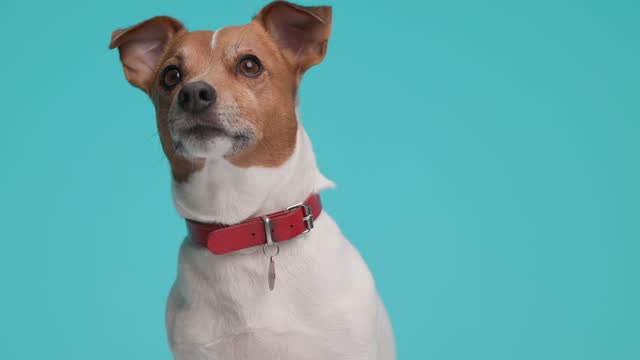 beautiful jack russell terrier dog curious what's up there, wearing leash on cyan background