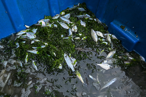 Hundreds of dead fish in contaminated water