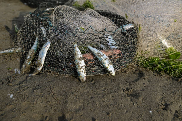 istock Fish in fishing nets 1475045058