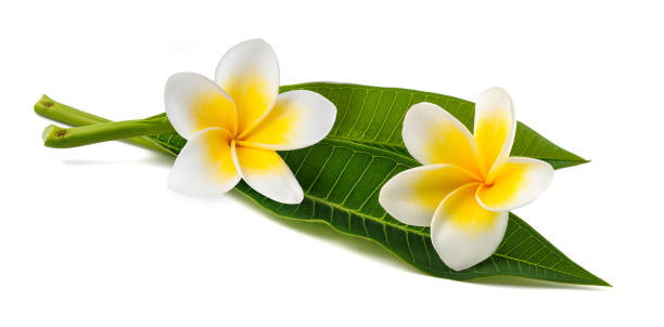 istock Frangipani flowers and leaves 1475045077