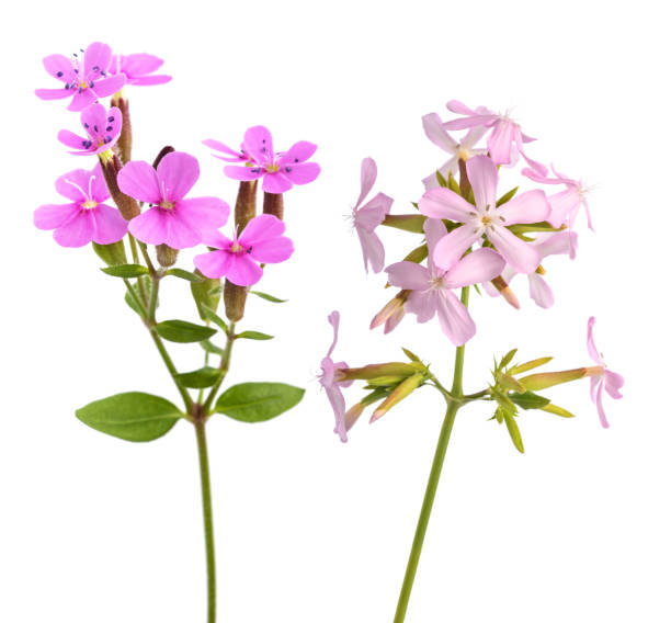 Soapwort flowers Soapwort flowers  isolated on white background common soapwort saponaria officinalis stock pictures, royalty-free photos & images