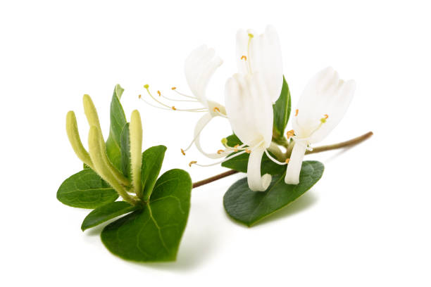 istock Honeysuckle Sprig  with white flowers and  leaves 1475045298