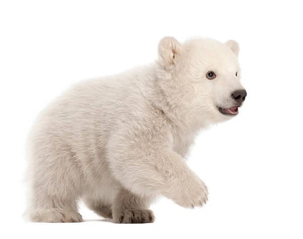 istock Polar bear cub, Ursus maritimus, 3 months old, walking 147504564