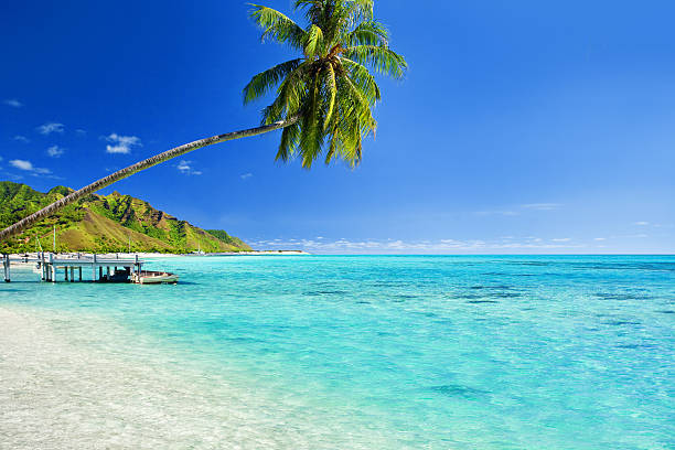 istock A palm tree hanging over a lagoon featuring a jetty 147504573
