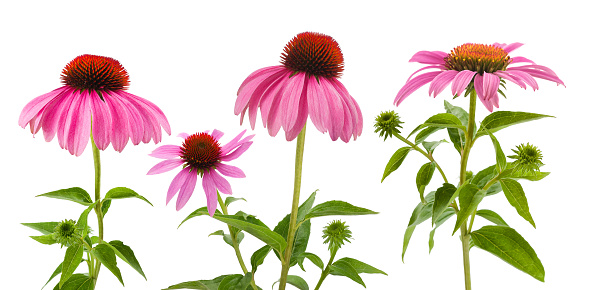 Pink echinacea flowers isolated on white background