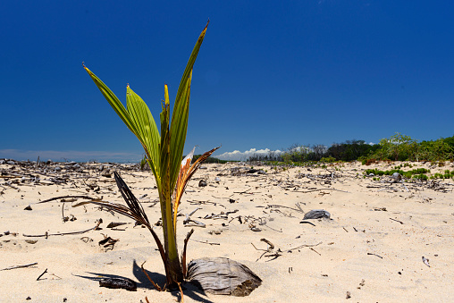 Sprout of a coconut tree growing on Costinha beach at the mouth of the São Francisco River between the states of Sergipe and Alagoas on the northeast coast of Brazil