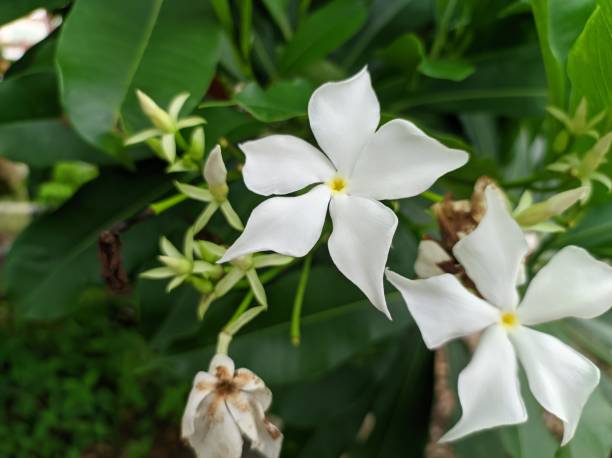 istock white wari flowers 1475048917