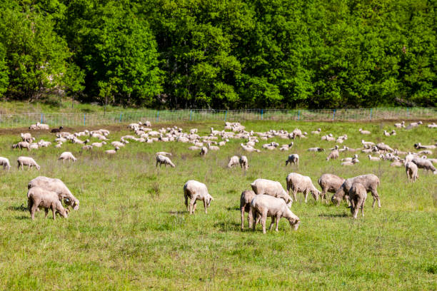 istock herd of sheep on the meadow 1475049295