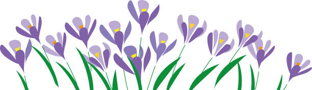 Horizontal white banner or floral crocus backdrop decorated with purple blooming flowers and leaves border vector art illustration