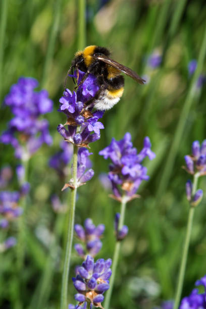 Bumblebee on lavender, macro shot