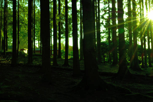 istock Pine forest in the morning 1475050303