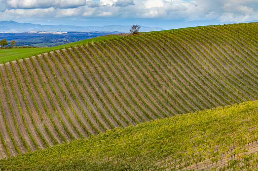 Typical Tuscan landscape with vineyard near Montalcino, Tuscany, Italy