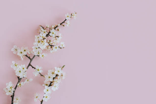 istock Beautiful blossom branches on a light pink background. Spring background. 1475052075