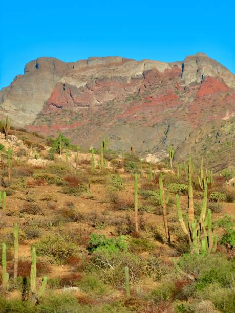istock The Majestic Desert 1475052847