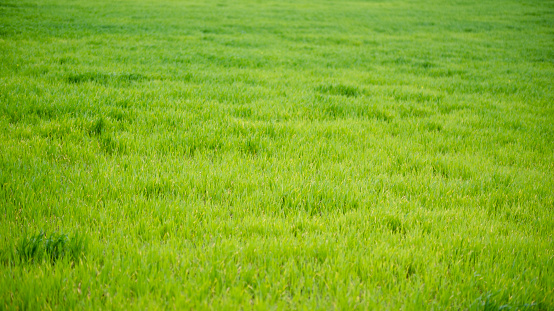 mowing of green grass field with dandelion in spring