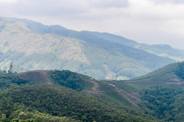 istock Tea Gardens at Munnar, Kerala, India 1475053287
