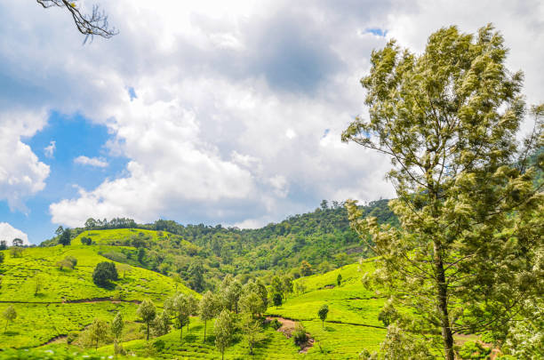 istock Tea Gardens at Munnar, Kerala, India 1475053347