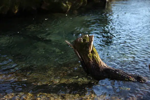 Photo of A tree with moss sticking out of the river