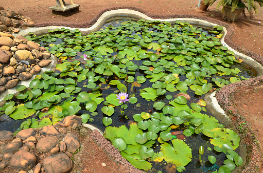 Water lilly in a pond