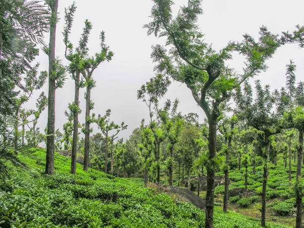 istock Tea gardens at Ooty, India 1475053439