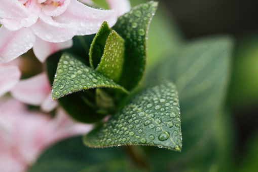 leaf,flower, and raindrops