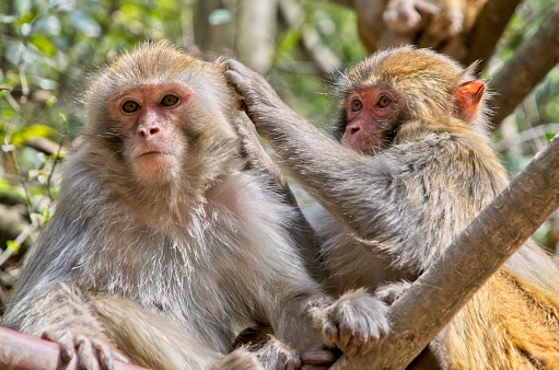 Two monkeys in Zhangjiajie natural park in China.