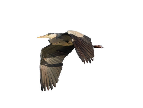 istock Natural grey heron cut out on white background 1475053925
