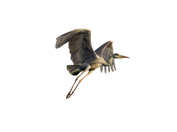 istock Natural grey heron cut out on white background 1475053926
