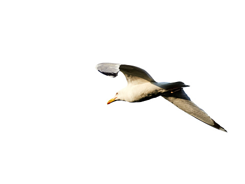 Clearly show full body, white feather texture and black wings tip. Flying Seagull, Symbol of Freedom Concept