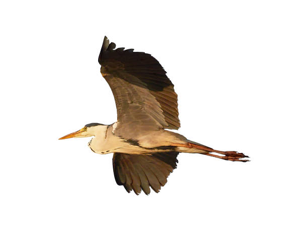 istock Natural grey heron cut out on white background 1475054012
