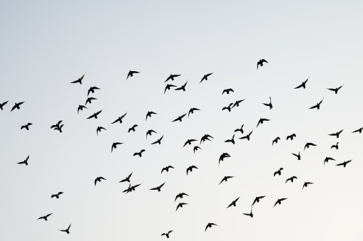 Flock of pet pigeons fly over old Beijing.