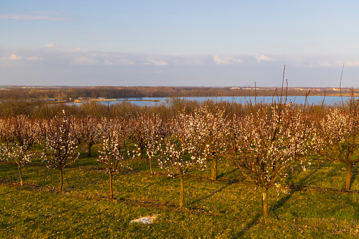 Blossoming apricot orchard near Slup, Southern Moravia, Czech Republic