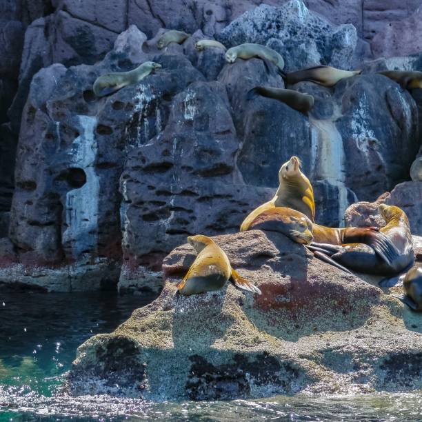 istock The Sea Lion Colony 1475054964