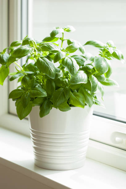 istock fresh basil herb in flowerpot on window sill 1475055748
