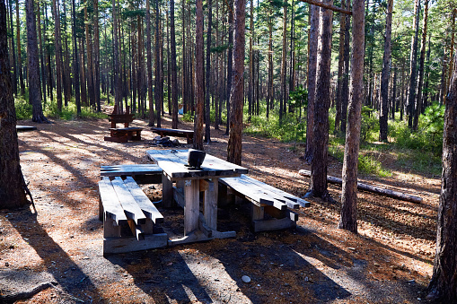 A table with picnic benches in a coniferous forest in summer. Picnic area in the wild. A place of rest.