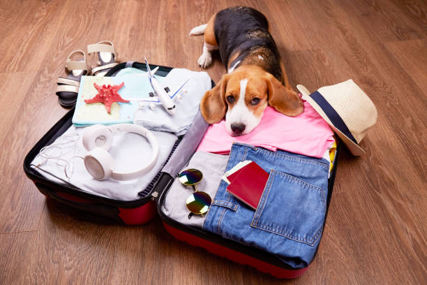 istock A beagle dog is lying on an open suitcase with clothes and leisure items. 1475057656