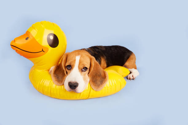 A beagle dog is lying on an inflatable floating circle in the shape of a duckling on a blue isolated background. A beagle dog is lying on an inflatable floating circle in the shape of a duckling on a blue isolated background. Summer holidays. Copy space. duck inflatable ring inflatable swimming pool stock pictures, royalty-free photos & images