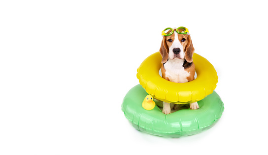 Un perro beagle con gafas de natación y un círculo flotante inflable sobre un fondo blanco aislado. photo