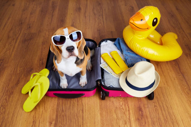 a beagle dog wearing sunglasses is sitting in a suitcase with things and accessories for a summer vacation - packing duck imagens e fotografias de stock