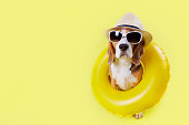 A beagle dog wearing hat, sunglasses and a floating ring on a yellow background.