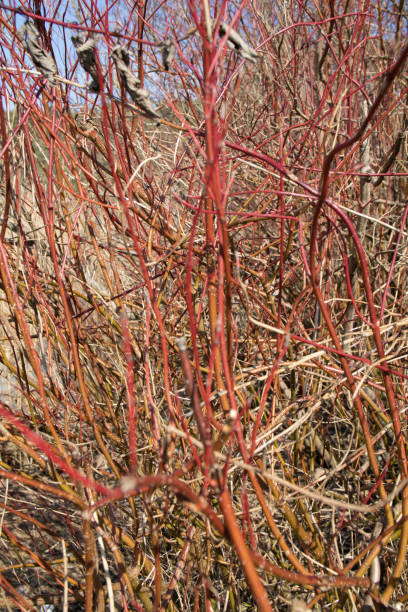 春の赤い茂みの枝の写真 - bush landscape landscaped scenics ストックフォトと画像