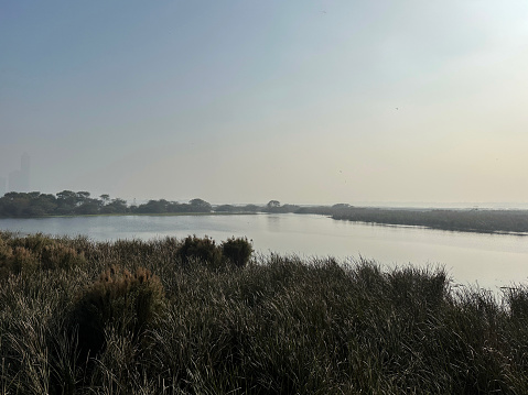 Stock photo showing a water logged, bird sanctuary with swampy grassland and reed beds.